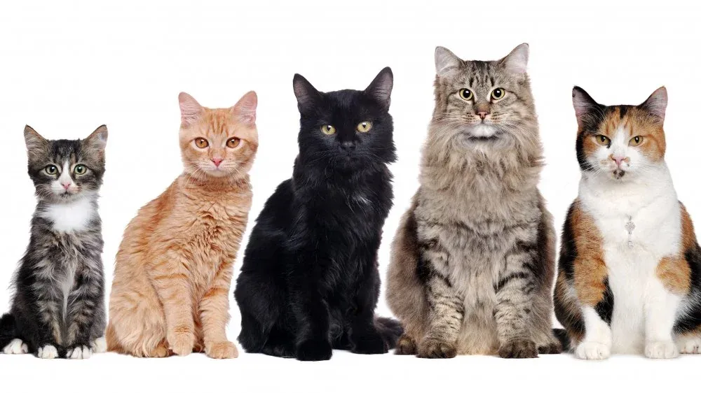 100+ ảnh layer ngắn nam đẹp mắt