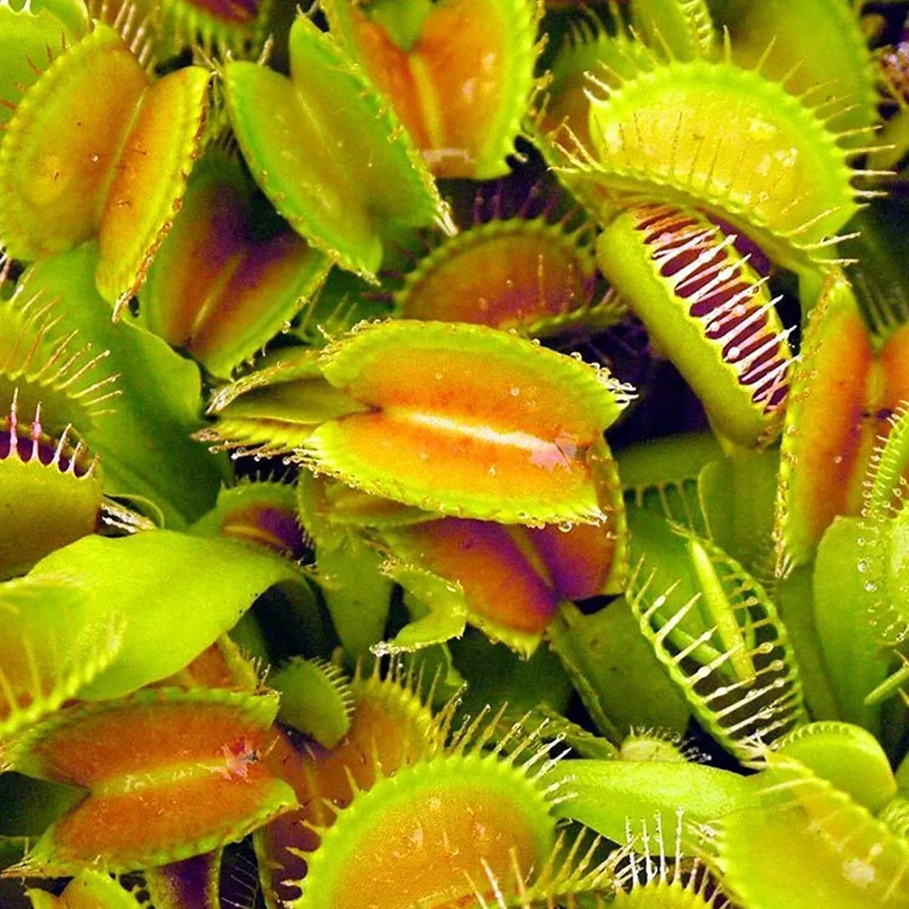 35+ ảnh nhà mái ngói đẹp mộc mạc, tinh tế · ảnh 3