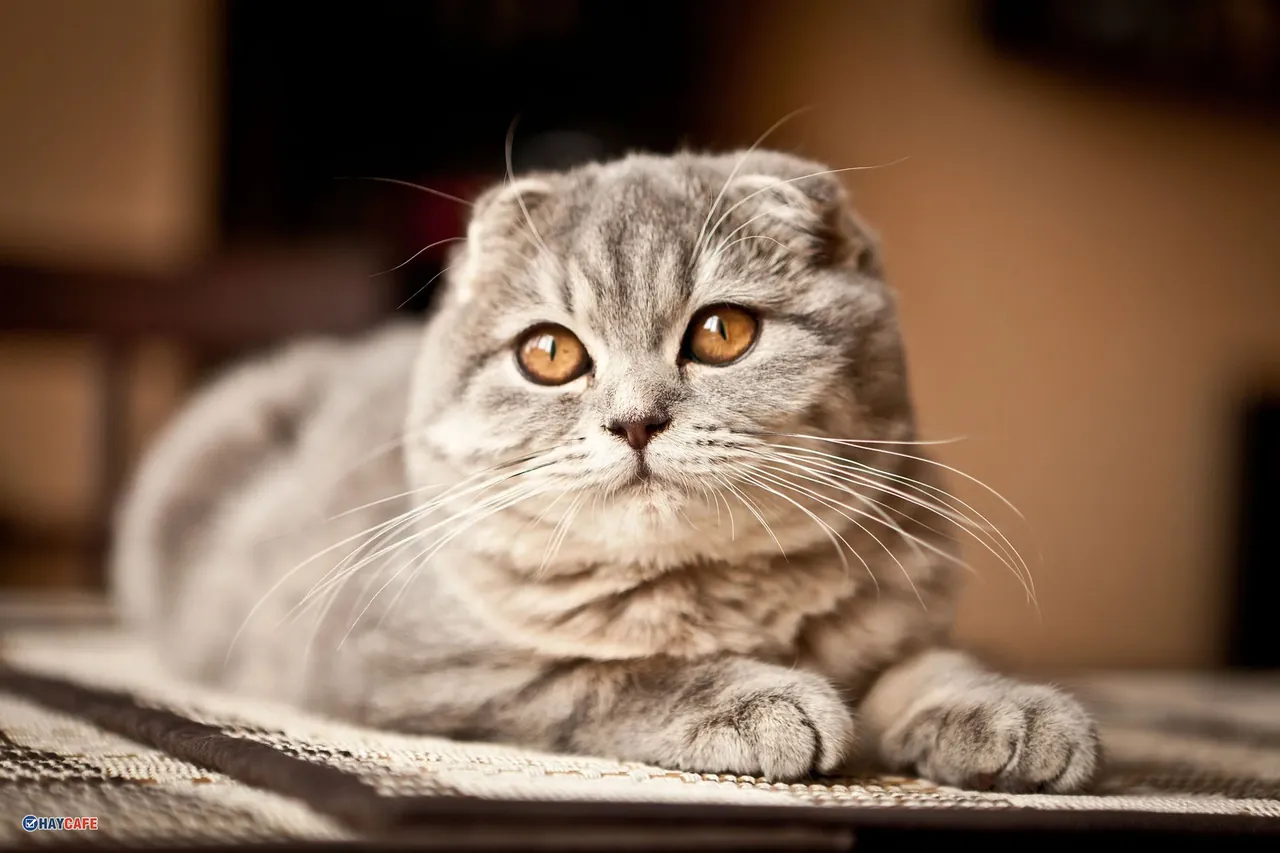 99+ ảnh mèo cute đáng yêu độc đáo · ảnh 1
