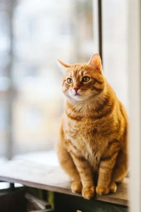 99+ ảnh mèo cute đáng yêu độc đáo